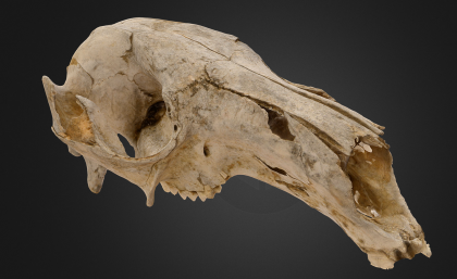 3D modelled Kangaroo Cranium, by the UQ Earth Science team.